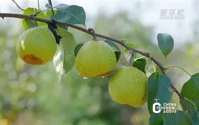 梨+苹果=30,如果梨表示的数减少10